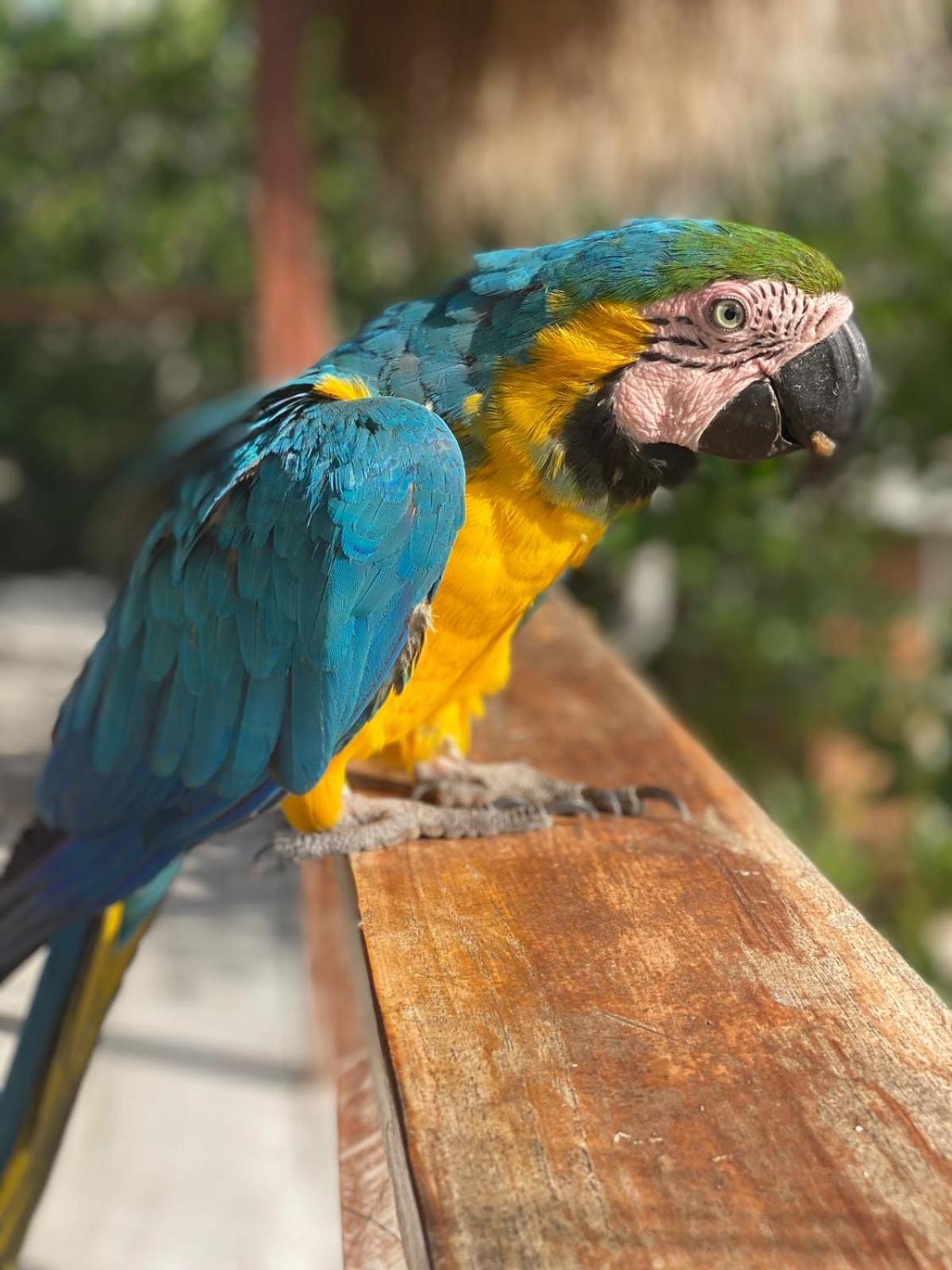 Santa Lova Eco-Hostel Isla Tintipan Tintipan Island Экстерьер фото